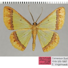 /filer/webapps/moths/media/images/D/dracontis_Zamarada_HT_ZSMa.jpg
