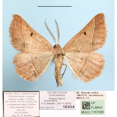 /filer/webapps/moths/media/images/C/chromatina_Drepanogynis_A_MGCLa_01.jpg