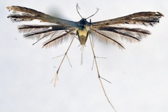 Exelastis crudipennis