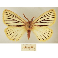 /filer/webapps/moths/media/images/N/nigrolineata_Phiala_AM_TMSA_02.jpg