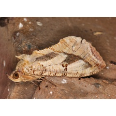 /filer/webapps/moths/media/images/M/materna_Eudocima_AF_Roland_011.jpg