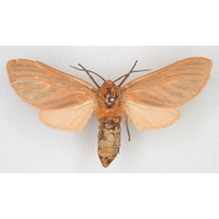 /filer/webapps/moths/media/images/V/venosa_Metarctia_HT_HDOU_01.jpg