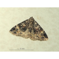 /filer/webapps/moths/media/images/R/rubripuncta_Metachrostis_A_Sydes.jpeg