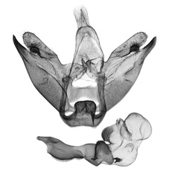 /filer/webapps/moths/media/images/S/suessmuthi_Cyana_GM_ANHRT.jpg