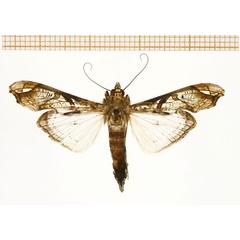 /filer/webapps/moths/media/images/A/africana_Terastia_A_DePrins.jpg