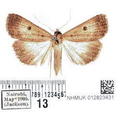/filer/webapps/moths/media/images/H/homogyna_Tathorhynchus_AF_BMNH_02.jpg