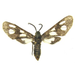 /filer/webapps/moths/media/images/B/bivittata_Ceryx_AM_deFreina.jpg