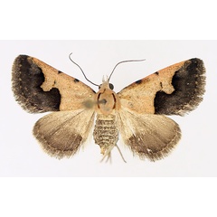 /filer/webapps/moths/media/images/C/culminifera_Baniana_AF_TMSA_02.jpg