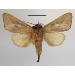 /filer/webapps/moths/media/images/O/olivacea_Peratodonta_A_MGCLb_01.JPG