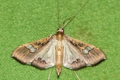 Maruca vitrata