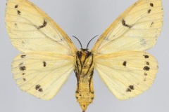 Lymantica arrheta