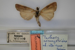 Tachosa albicans