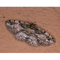/filer/webapps/moths/media/images/E/elatina_Cabera_A_Roland_13.jpg