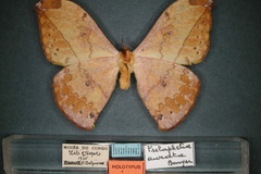 Pselaphelia aurata