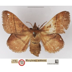 /filer/webapps/moths/media/images/D/directa_Megasoma_HT_NHMUK.jpg