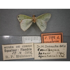 /filer/webapps/moths/media/images/E/equatorialis_barnsi_Comibaena_HT_RMCA_02.jpg