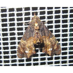 /filer/webapps/moths/media/images/B/borbonica_Chlumetia_A_Bippus.jpg