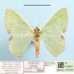 /filer/webapps/moths/media/images/B/barnsi_Comibaena_A_MGCL_01.JPG