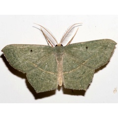 /filer/webapps/moths/media/images/V/vividaria_Traminda_A_Grimm.jpg