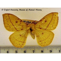 /filer/webapps/moths/media/images/I/ikondae_Tagoropsiella_A_OUMNH.jpg