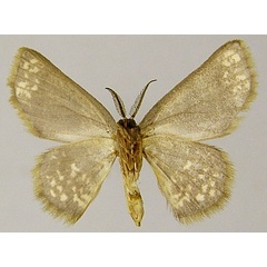 /filer/webapps/moths/media/images/O/ophthalmica_Chrysocraspeda_AM_ZSMb.jpg