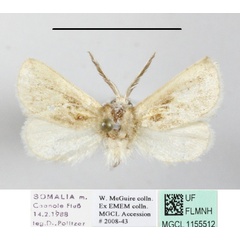 /filer/webapps/moths/media/images/N/nubifera_Metarbela_A_MGCLa_01.JPG