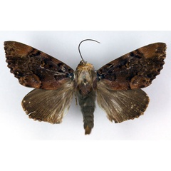 /filer/webapps/moths/media/images/M/melanis_Pseudoarcte_A_RMCA_02.jpg