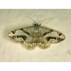 /filer/webapps/moths/media/images/G/grimmia_Chiasmia_A_Roland_01.jpg