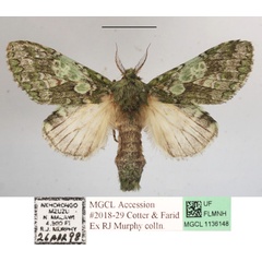/filer/webapps/moths/media/images/V/venusta_Desmeocraera_A_MGCLa_01.JPG
