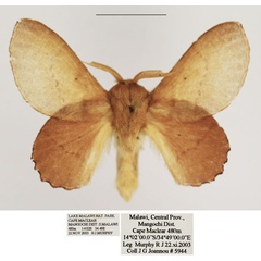 /filer/webapps/moths/media/images/C/cymographa_Stenophatna_AM_TMSA_02.jpg