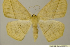 Psilocerea laevigata
