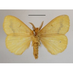 /filer/webapps/moths/media/images/X/xanthospila_Mylantria_AM_MGCLb_01.JPG