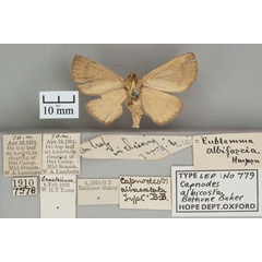 /filer/webapps/moths/media/images/A/albicosta_Capnodes_HT_OUMNH_02.jpg