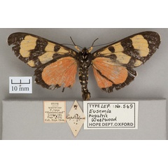 /filer/webapps/moths/media/images/N/nugatrix_Eusemia_HT_OUMNH_02.jpg