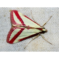 /filer/webapps/moths/media/images/S/satura_Rhodometra_A_Leibenberg.jpg