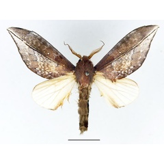 /filer/webapps/moths/media/images/D/dives_Aoba_AM_Basquin_02.jpg