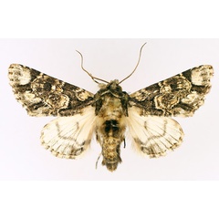 /filer/webapps/moths/media/images/N/nigrimacula_Thiacidas_AM_TMSA_02.jpg