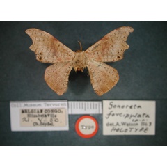 /filer/webapps/moths/media/images/F/forcipulata_Gonoreta_HT_RMCA-02.jpg