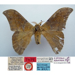 /filer/webapps/moths/media/images/O/ochraceum_Orthogonioptilum_HT_BMNHa.jpg