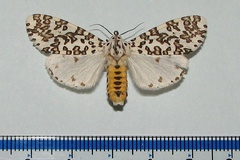Alpenus maculosa