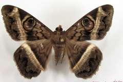 Cyligramma magus