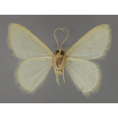 /filer/webapps/moths/media/images/S/schreieri_Diplodesma_HT_ZSM_02.jpg