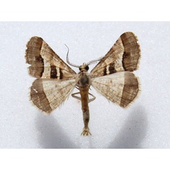 /filer/webapps/moths/media/images/D/disputaria_Isturgia_A_Goff.jpg