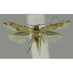 /filer/webapps/moths/media/images/C/compositarum_Opogona_AF_MNVD.jpg