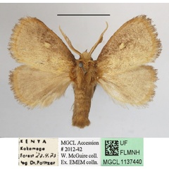 /filer/webapps/moths/media/images/R/rugosa_Cosuma_A_MGCLa_01.jpg