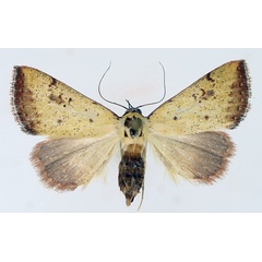 /filer/webapps/moths/media/images/S/subflavalis_Phytometra_AF_TMSA_02.jpg