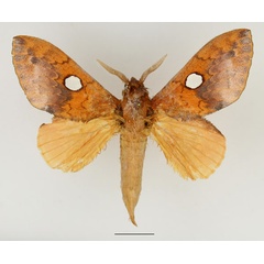 /filer/webapps/moths/media/images/G/guttata_Pachymetana_AM_Basquin_02.jpg