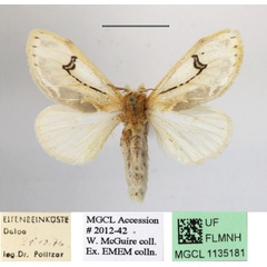 /filer/webapps/moths/media/images/N/nigrolunata_Naroma_A_MGCLa_01.JPG