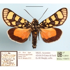 /filer/webapps/moths/media/images/N/nigrobasalis_Pseudopais_AM_MGCLa_03.JPG
