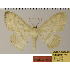 /filer/webapps/moths/media/images/M/merina_Scopula_PTM_ZSMa.jpg